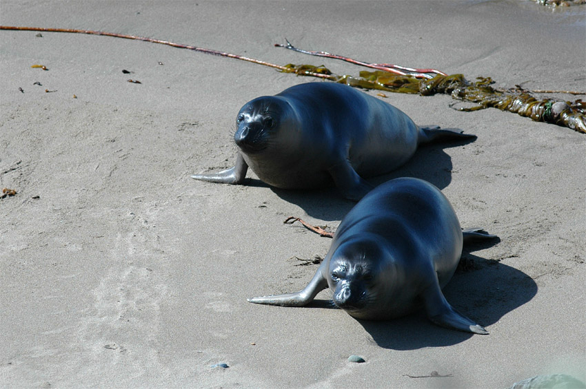 Rypou severn (Elephant Seal)