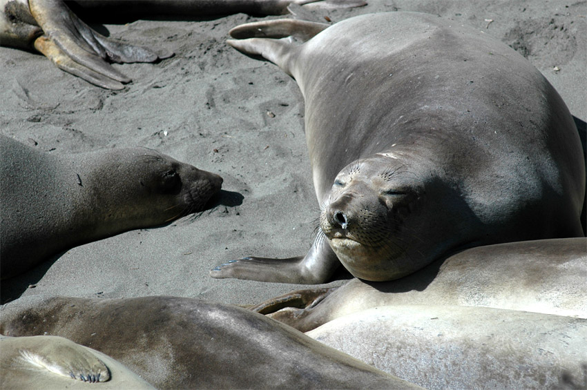 Rypou severn (Elephant Seal)