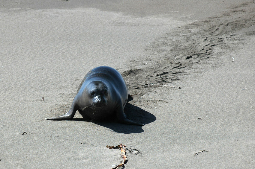 Rypou severn (Elephant Seal)