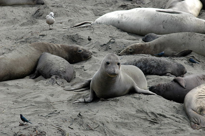 Rypou severn (Elephant Seal)