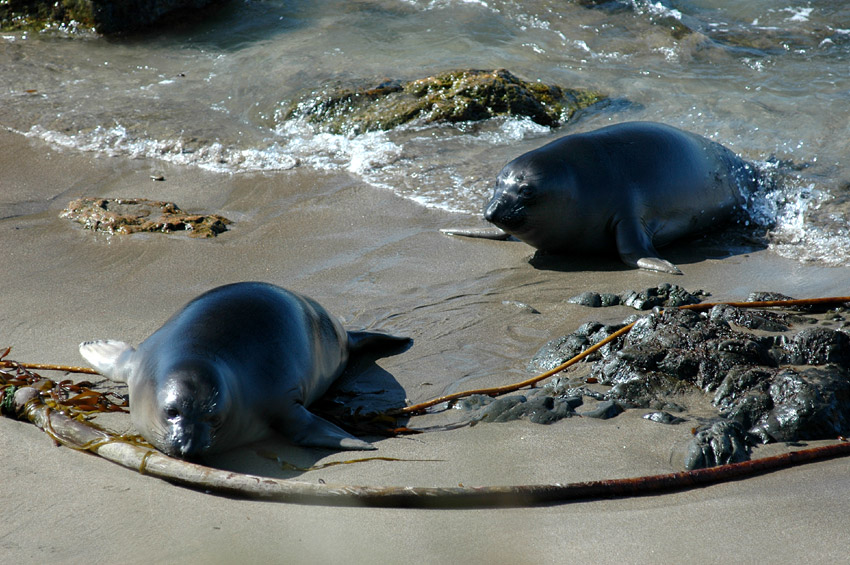 Rypou severn (Elephant Seal)