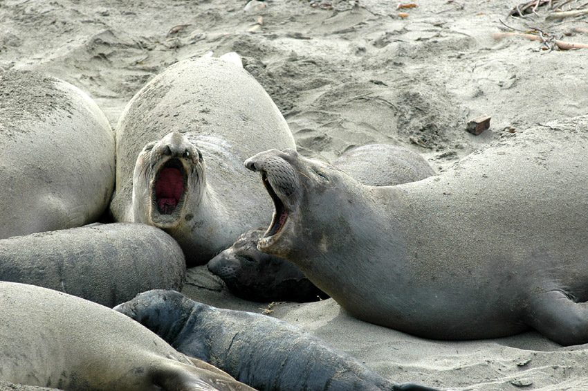 Rypou severn (Elephant Seal)