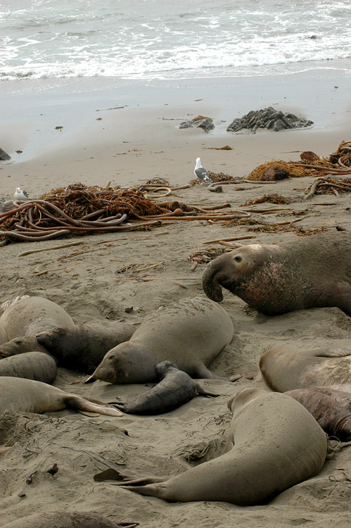 Rypou severn (Elephant Seal)