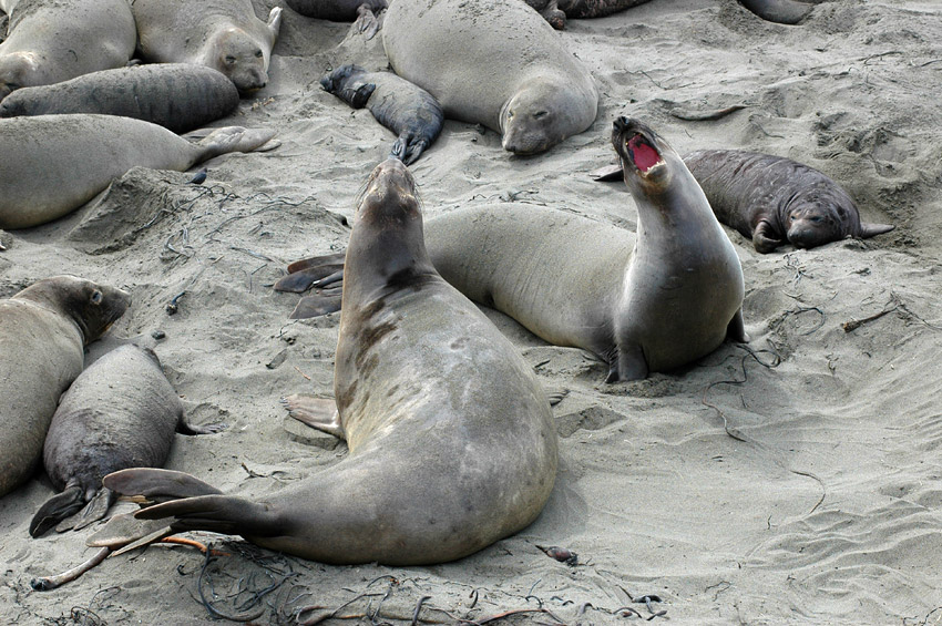 Rypou severn (Elephant Seal)