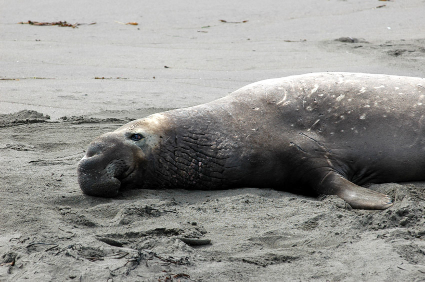 Rypou severn (Elephant Seal)