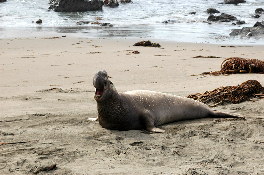 Rypou severn (Elephant Seal)