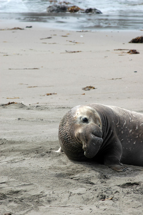 Rypou severn (Elephant Seal)