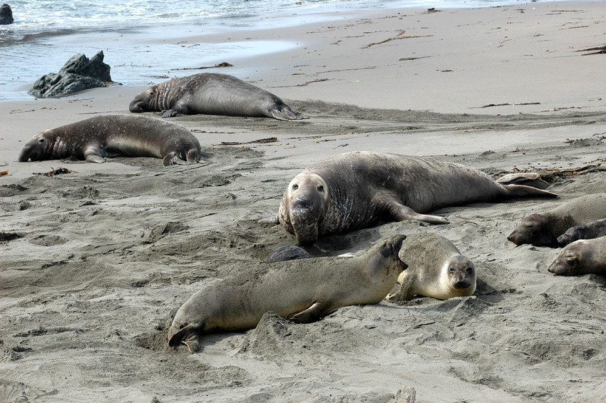 Rypou severn (Elephant Seal)