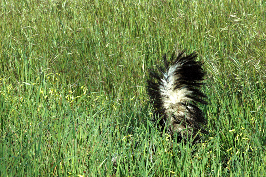 Skunk pruhovan (Striped Skunk)