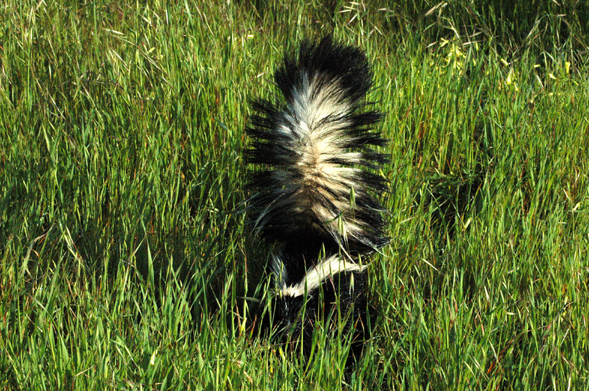 Skunk pruhovan (Striped Skunk)