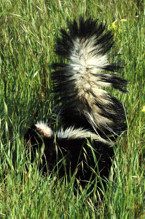 Skunk pruhovan (Striped Skunk)