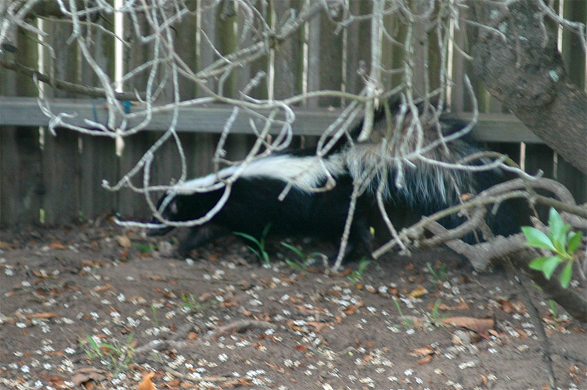Skunk pruhovan (Striped Skunk)
