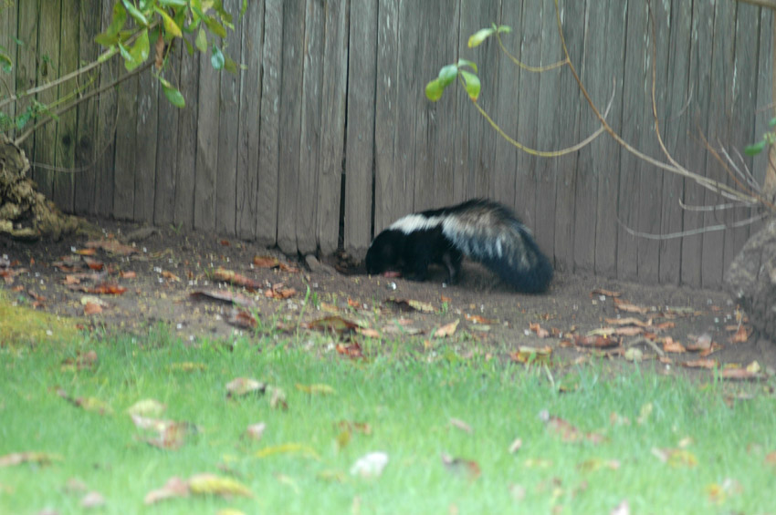 Skunk pruhovan (Striped Skunk)