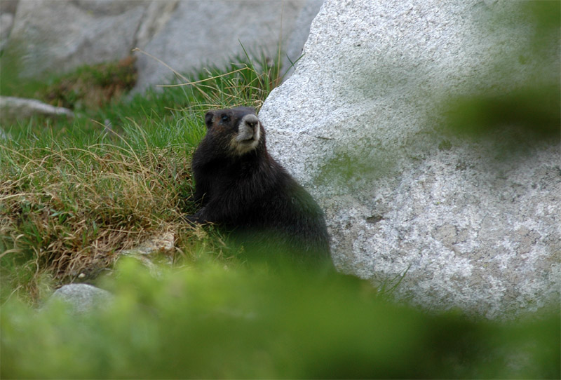 Svi brlov (Hoary Marmot)