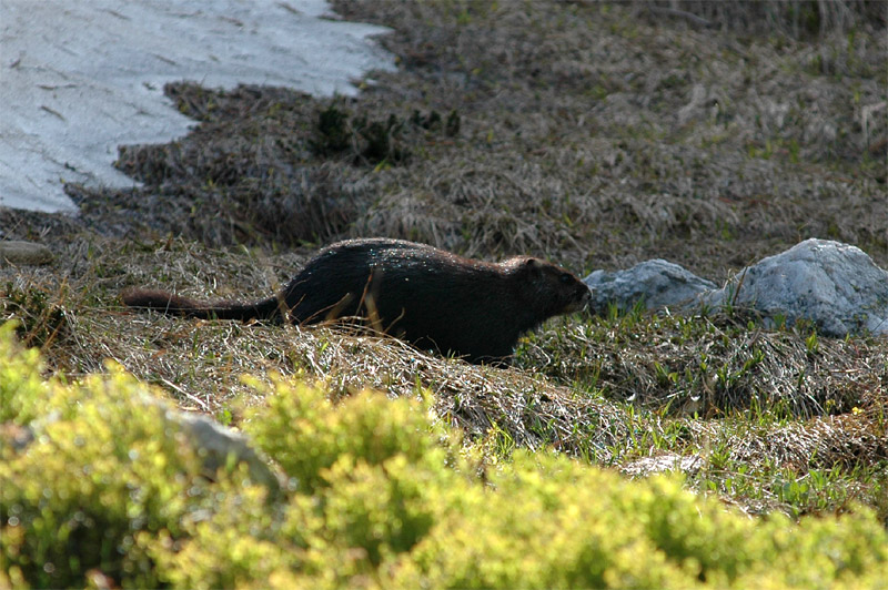 Svi brlov (Hoary Marmot)