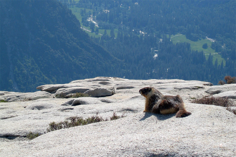 Svi lutobich (Yellow-bellied Marmot)