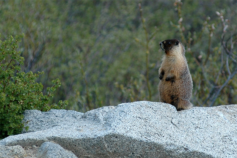 Svi lutobich (Yellow-bellied Marmot)