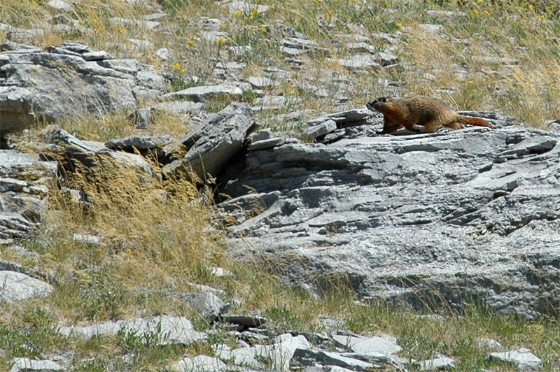 Svi lutobich (Yellow-bellied Marmot)