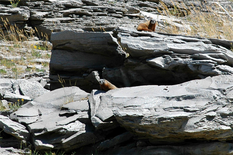 Svi lutobich (Yellow-bellied Marmot)