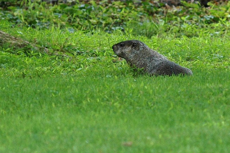 Svi lesn (Groundhog)