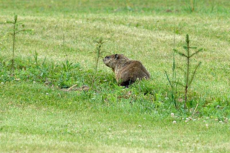 Svi lesn (Groundhog)