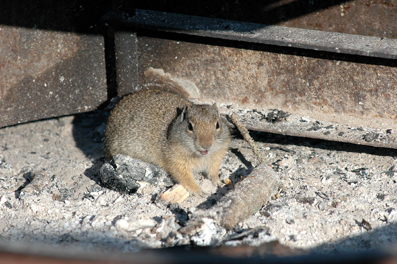 Sysel horsk (Uinta Ground Squirrel)