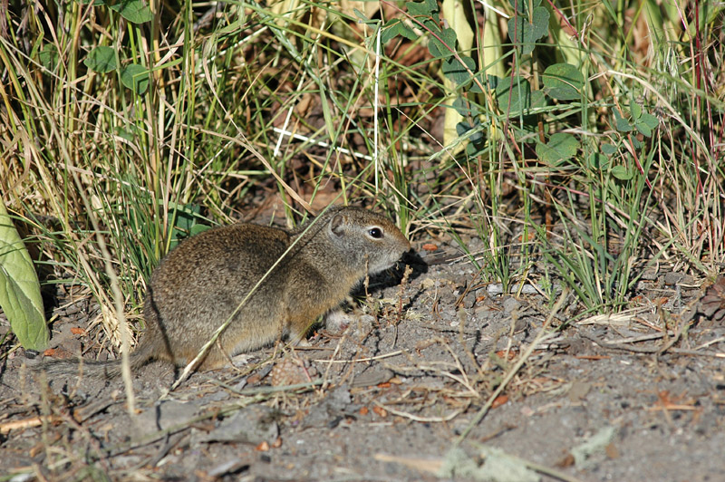 Sysel horsk (Uinta Ground Squirrel)