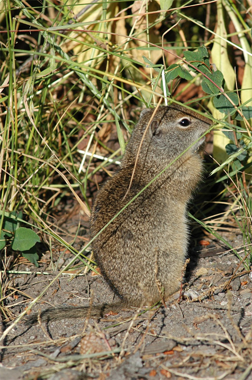 Sysel horsk (Uinta Ground Squirrel)