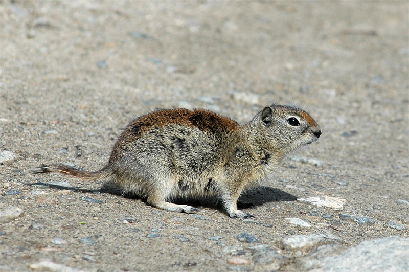 Sysel horsk (Uinta Ground Squirrel)