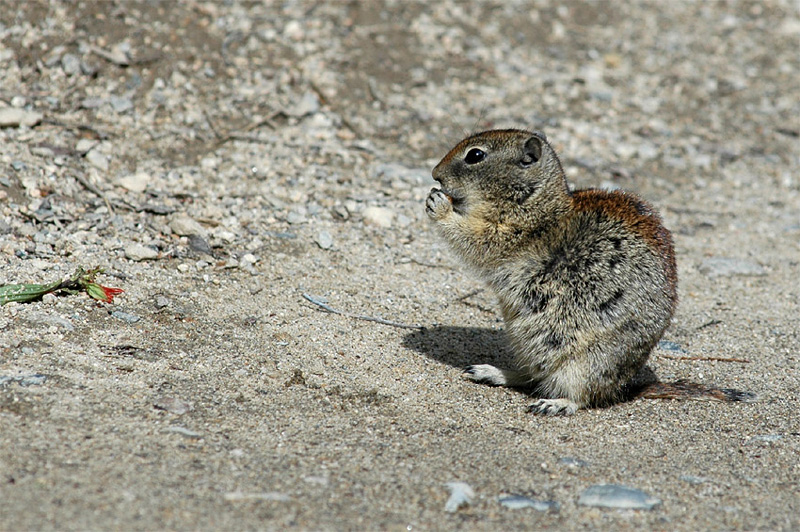 Sysel horsk (Uinta Ground Squirrel)