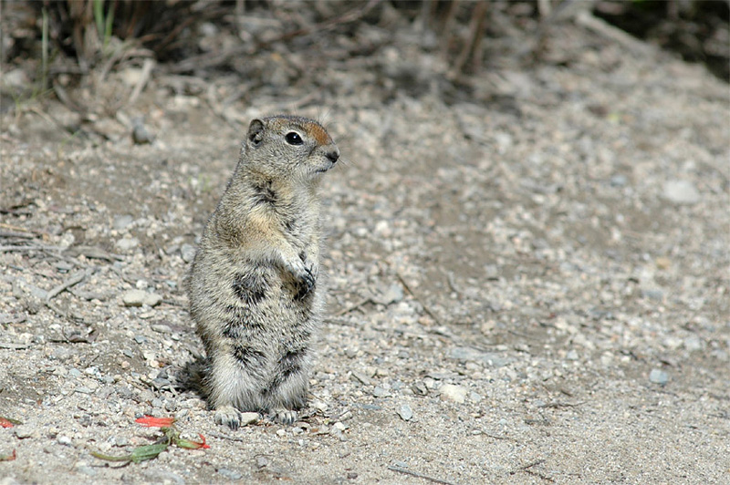 Sysel horsk (Uinta Ground Squirrel)