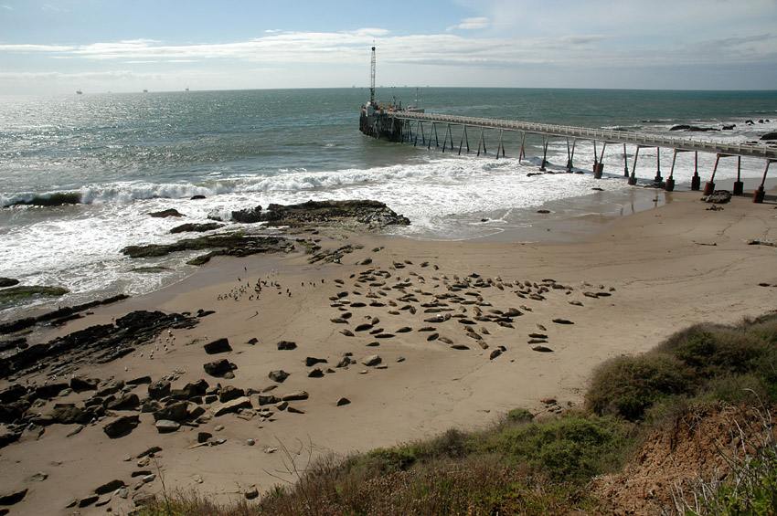 Tule obecn (Harbor Seal)