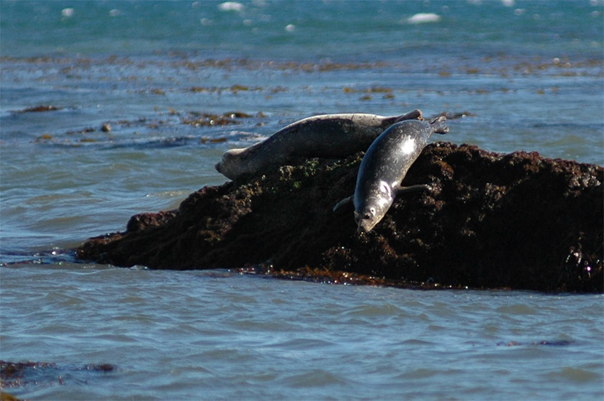 Tule obecn (Harbor Seal)