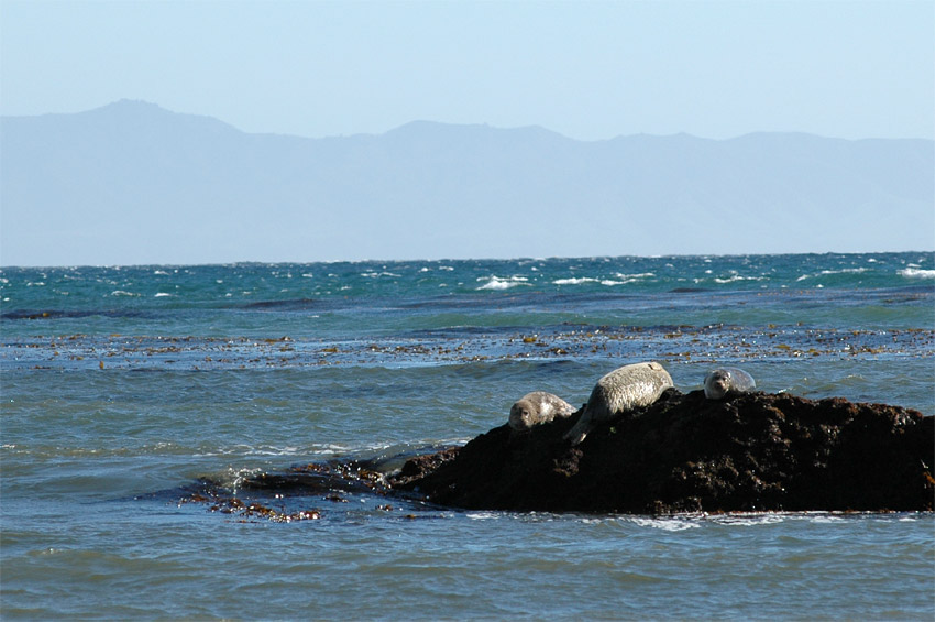 Tule obecn (Harbor Seal)