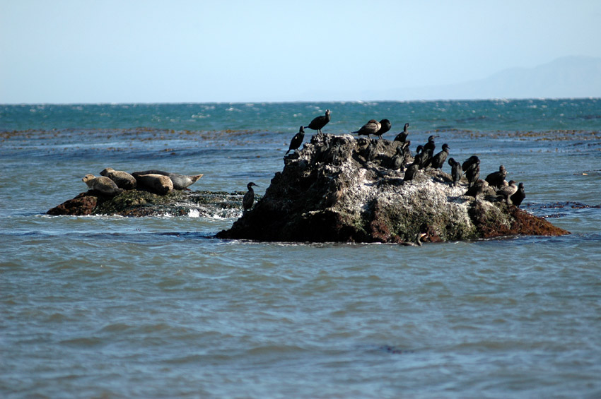 Tule obecn (Harbor Seal)