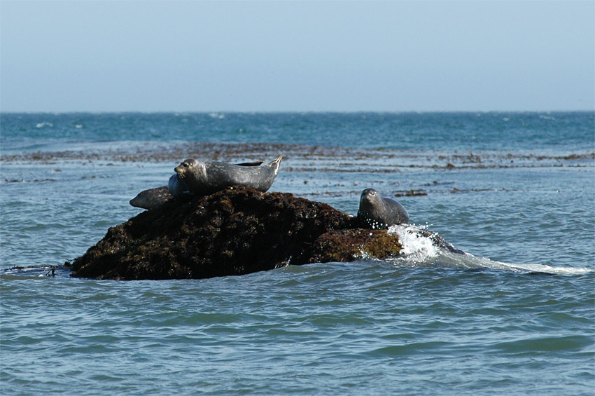 Tule obecn (Harbor Seal)