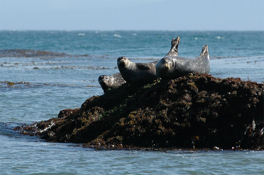 Tule obecn (Harbor Seal)