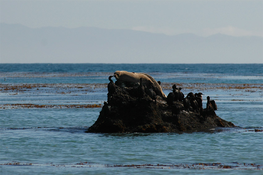 Tule obecn (Harbor Seal)