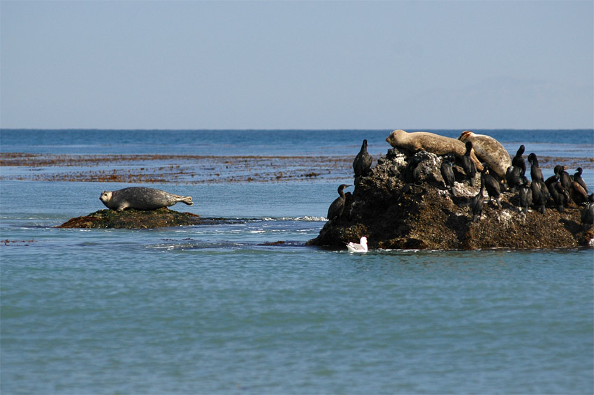 Tule obecn (Harbor Seal)