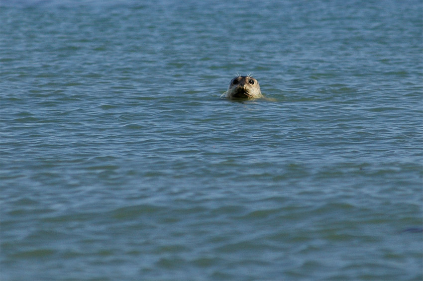 Tule obecn (Harbor Seal)