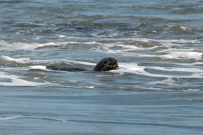 Tule obecn (Harbor Seal)