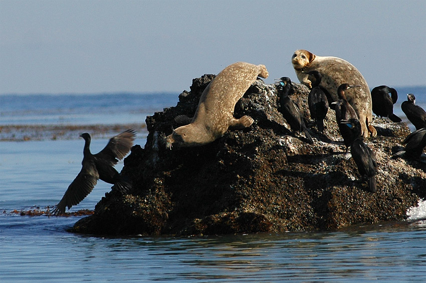 Tule obecn (Harbor Seal)