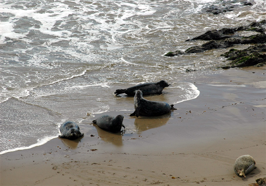 Tule obecn (Harbor Seal)