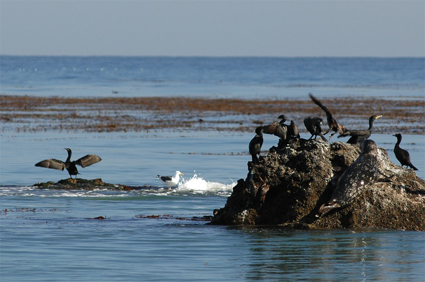 Tule obecn (Harbor Seal)