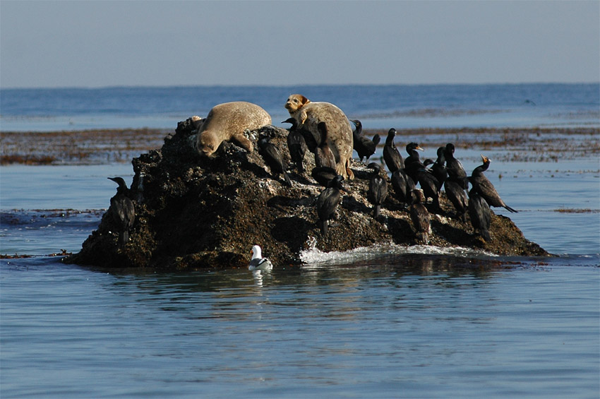 Tule obecn (Harbor Seal)