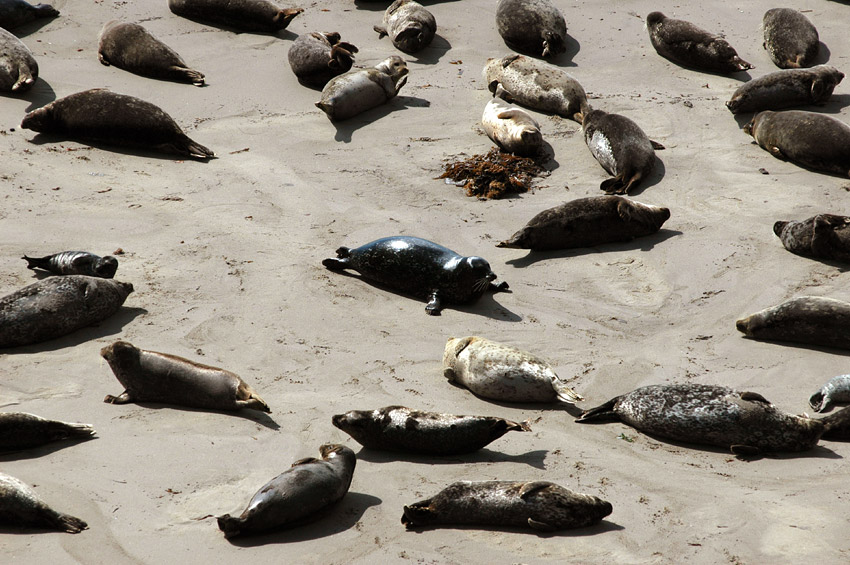 Tule obecn (Harbor Seal)