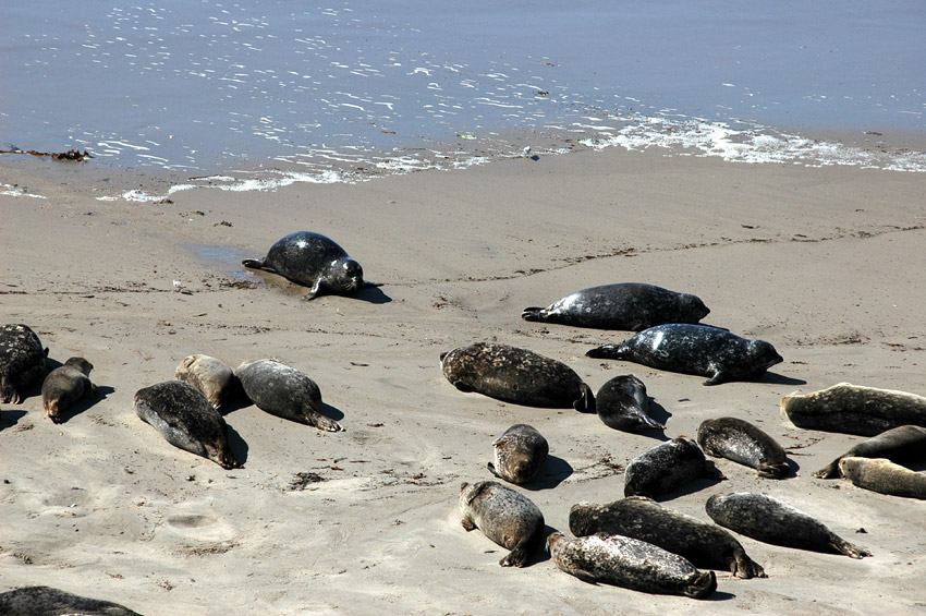 Tule obecn (Harbor Seal)