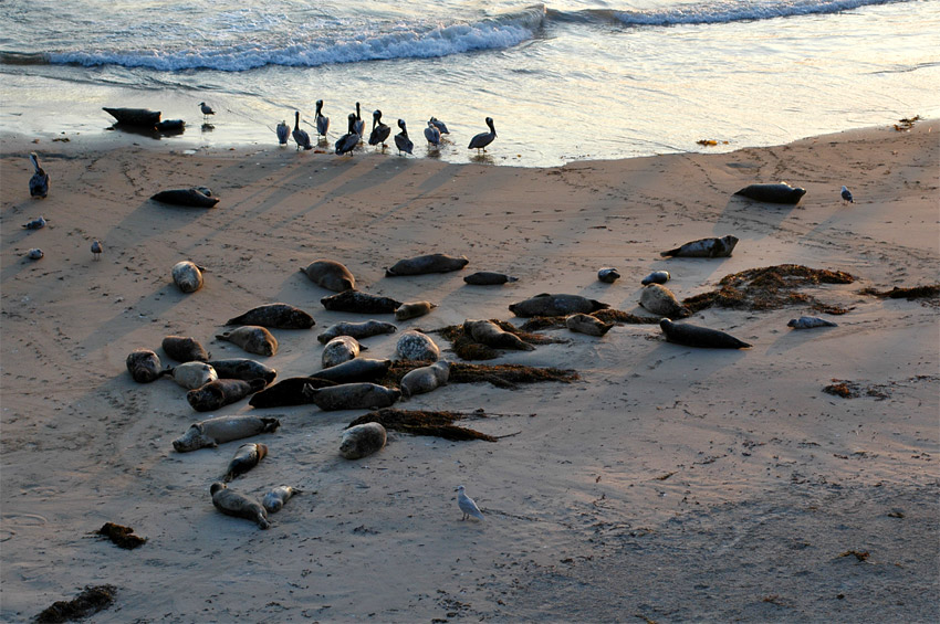 Tule obecn (Harbor Seal)