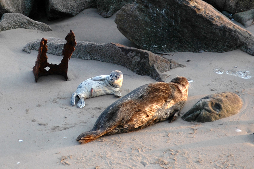 Tule obecn (Harbor Seal)