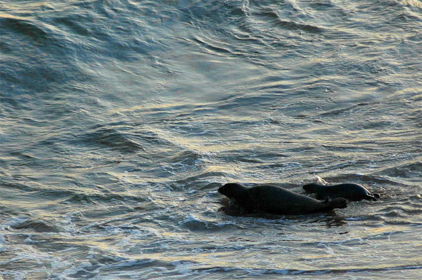 Tule obecn (Harbor Seal)